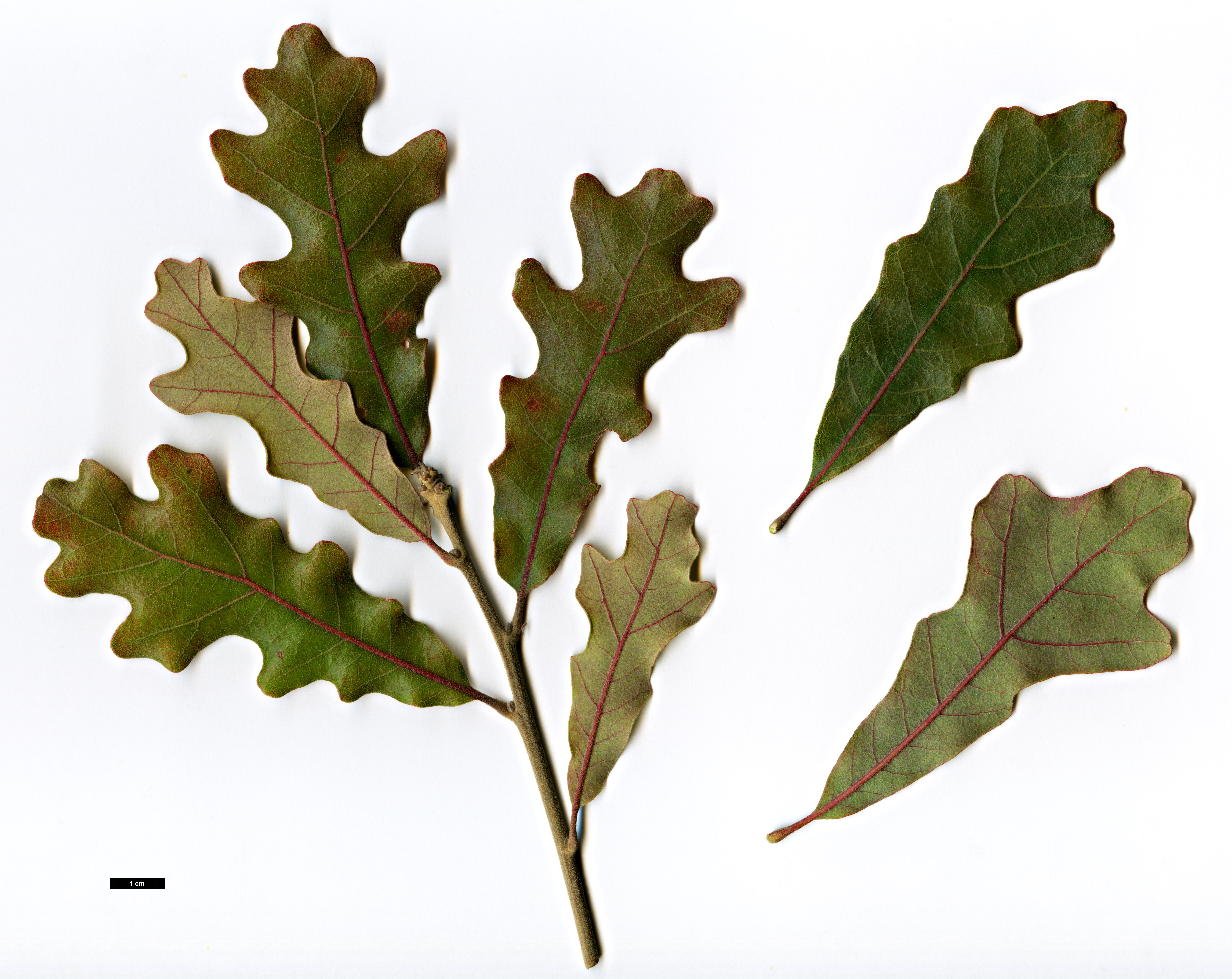 High resolution image: Family: Fagaceae - Genus: Quercus - Taxon: havardii × Q.stellata